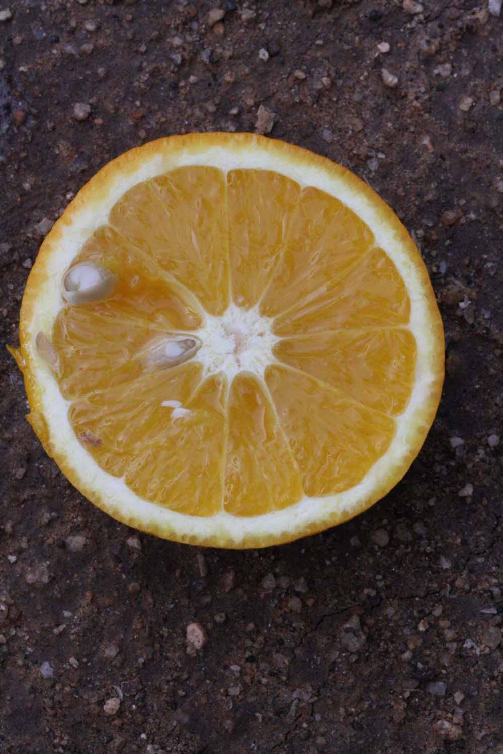              Fruit cross-section (Riverside, CA)       